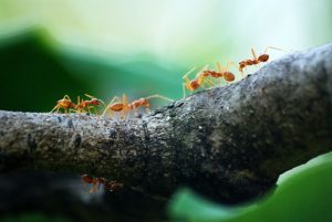 Beaverton pest control